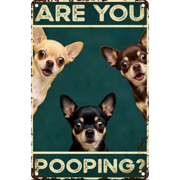 Are You Pooping? Chihuahua